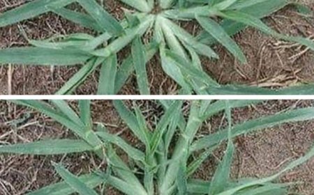 Never uproot this plant if it appears in your garden