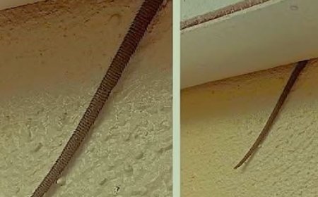 What’s That Hanging From the Ceiling? Online User Shares Creepy Discovery