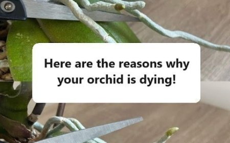 Orchid, strong roots and lots of flowers, if you have them: no one thinks about it