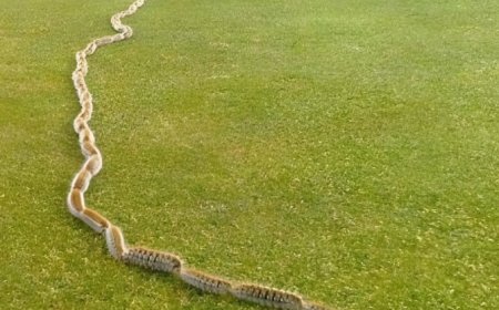 I Thought It Was a Rope… Then I Saw What Was Really Moving in My Garden