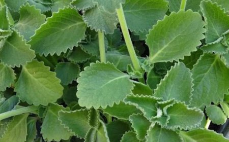 Just 1 Oregano Leaf Per Day: A Tiny Habit with Big Health Benefits