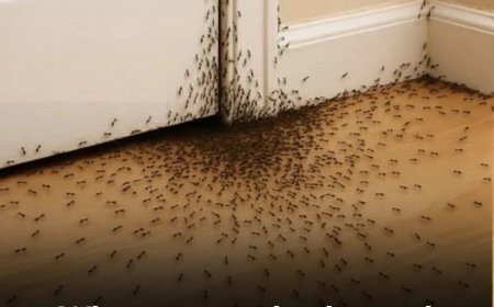 When ants randomly crawl into the house, here’s what the Universe is trying to tell you