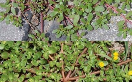 If you come across this plant in your yard, avoid disturbing it at all costs, as it plays a vital role in saving lives.