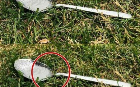 Always Put A Spoon Of Sugar In Your Backyard Before Leaving The House. Here’s Why