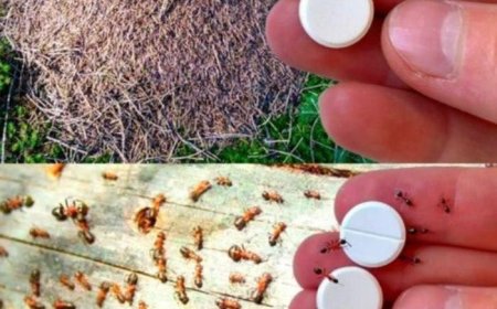 Natural Methods of Fighting Ants: How to Get Rid of These Uninvited Guests Without Chemicals