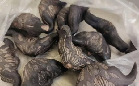 My neighbor gave me a bag of these… anyone know what they are? How do you eat them?