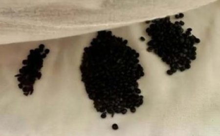 I Found Strange Black Grains Under My Mattress — What I Thought Were Insect Eggs Turned Out to Be Something Beautiful