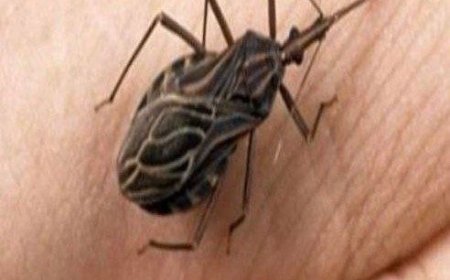 If you notice this insect in your home, call the specialized services immediately