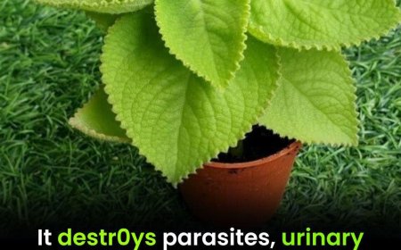 Oregano and Digestive Health: How This Herb Supports Your Stomach