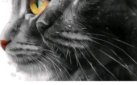 The Surprising Spiritual Meaning of Your Cat: Did Nostradamus Leave Us a Clue?