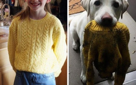 Part 1: The Morning My Dog Wouldn’t Stop Scratching at the Door