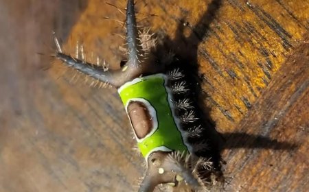 A Strange “Leaf” on the Floor Nearly Sent Me to the ER — What I Learned About Saddleback Caterpillars and Why You Should Never Touch One Indoors