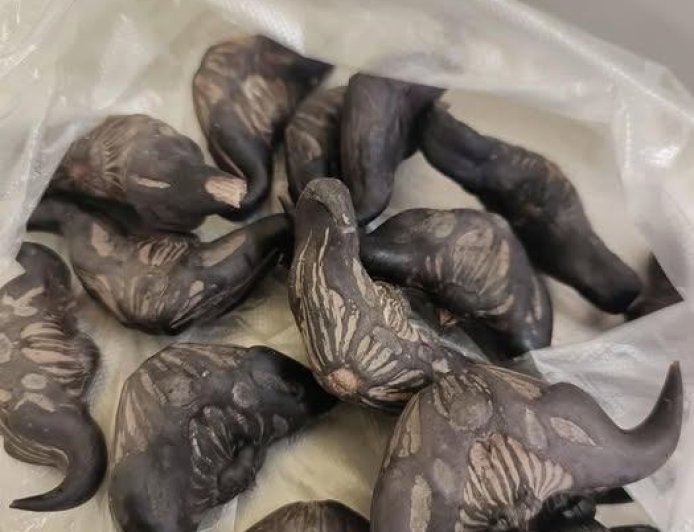 My neighbor gave me a bag of these… anyone know what they are? How do you eat them?