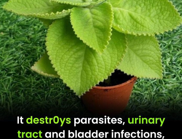 Oregano and Digestive Health: How This Herb Supports Your Stomach