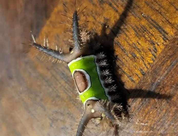 A Strange “Leaf” on the Floor Nearly Sent Me to the ER — What I Learned About Saddleback Caterpillars and Why You Should Never Touch One Indoors