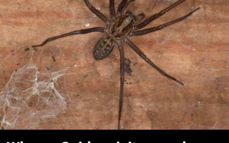 What It Means When You See a Spider in Your Home: Spiritual Signs and Hidden Messages