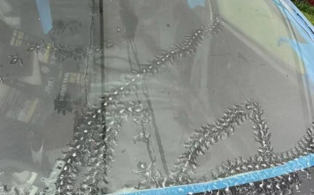 The Mystery of the Strange Marks on My Car — and the Tiny Visitors Behind Them