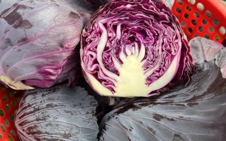 Doctors reveal that eating purple cabbage causes
