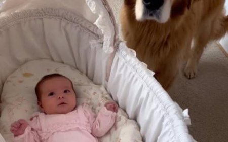 We Almost Gave Away Our Golden Retriever — Until a Hidden Camera Revealed the Truth