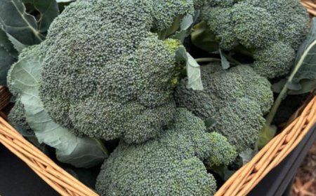 Doctors Explain What Really Happens When You Eat Broccoli and Why Cooking Method Matters