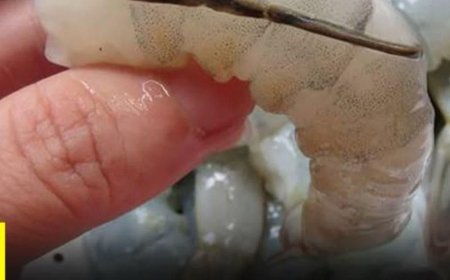 The Dark Line in Shrimp Explained: What It Really Is—and Why Cooks Argue About Removing It