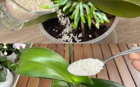 Fertilize the orchid so that it blooms profusely and for a long time!
