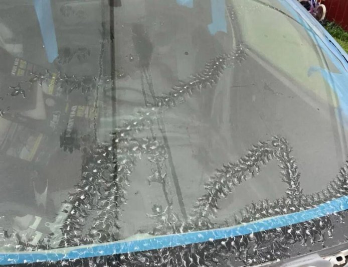 The Mystery of the Strange Marks on My Car — and the Tiny Visitors Behind Them