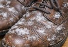 I pulled out shoes I haven’t worn all winter and found white fuzzy patches growing on the leather. What is this?