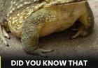 Why a Toad Appears in Your Home and What Its Presence May Gently Suggest