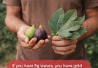The Power of Fig Leaves: Hidden Benefits in These Leaves