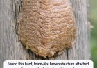 Found this hard, foam-like brown structure attached to a fence post in the backyard. I was about to scrape it off but hesitated. What is it?