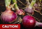Doctors reveal that eating onion causes.