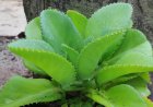 Folha da Vida (Kalanchoe): The Garden Plant Many People Have—but Few Know How to Use