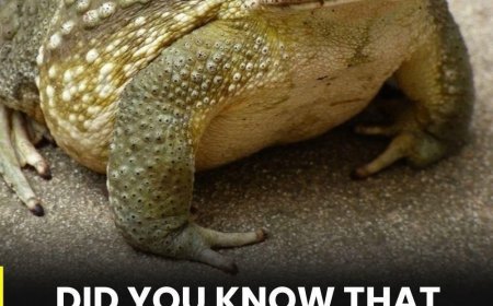 Why a Toad Appears in Your Home and What Its Presence May Gently Suggest