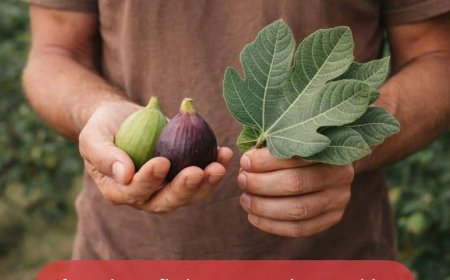 The Power of Fig Leaves: Hidden Benefits in These Leaves