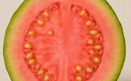 Doctors REVEAL that guava leaf tea causes in