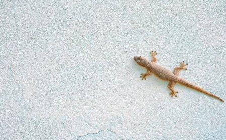 Nature’s Secret Messengers: The Symbolic Power of Owls, Lizards, and Lucky Visitors