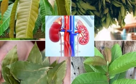 The four leaves that fight diabetes, cancer, fatty liver problems, poor circulation, and high blood pressure without pills