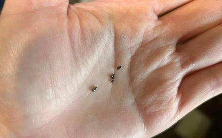 Found Metal Balls Under Your Kitchen Sink? Here’s What They Mean