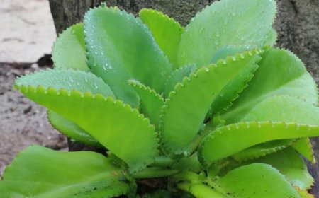 Folha da Vida (Kalanchoe): The Garden Plant Many People Have—but Few Know How to Use