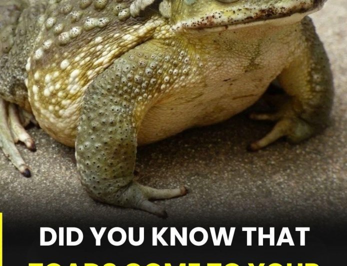 Why a Toad Appears in Your Home and What Its Presence May Gently Suggest