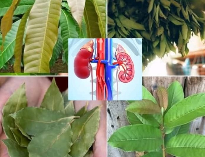 The four leaves that fight diabetes, cancer, fatty liver problems, poor circulation, and high blood pressure without pills