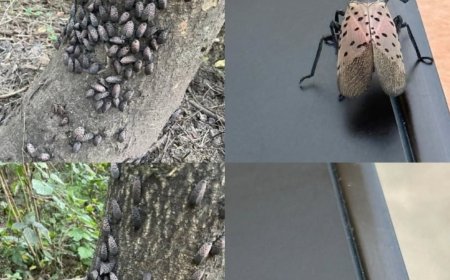 If You Ever Spot This Insect, Get Rid of It Immediately