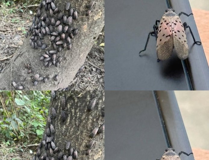 If You Ever Spot This Insect, Get Rid of It Immediately