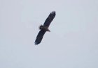 Unusual Eagle Sighting Reported Near Brownsville, Investigation Ongoing