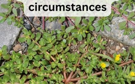 8 Reasons to Leave Purslane Weed Growing — The Backyard Superfood You’ve Been Pulling Up