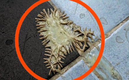 The Bathroom Nightmare, Why A Viral Photo Of A Mutant Growth In A Girlfriends Shower Is Sending Thousands Into A Panic