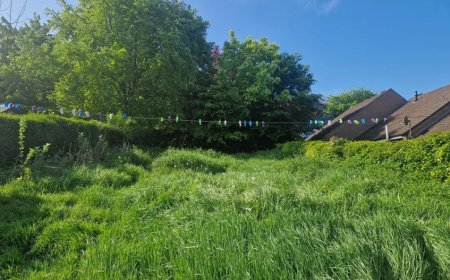 The Unexpected Garden Discovery That Taught Me Something Meaningful!