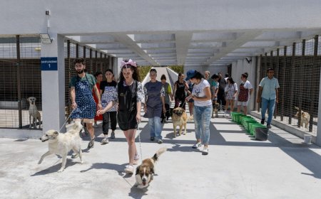 Why Dogs Sniff People This Way — What It Actually Means