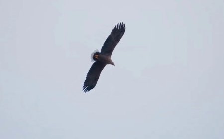 Unusual Eagle Sighting Reported Near Brownsville, Investigation Ongoing